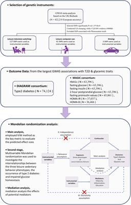Role of leisure sedentary behavior on type 2 diabetes and glycemic homeostasis: a Mendelian randomization analysis